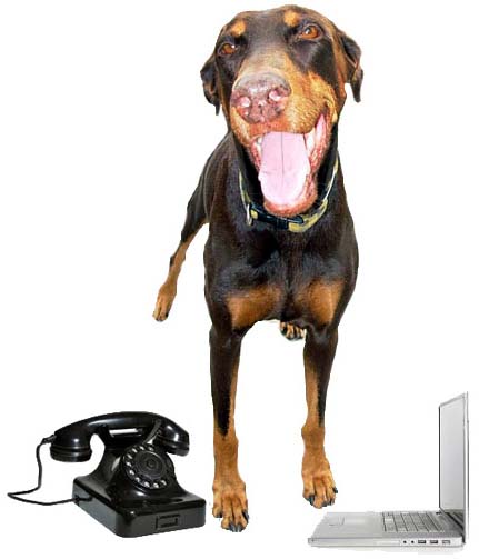 Contact Us for Dog Training Broward County