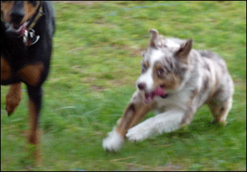 Emile-and-Smokey-running-outside-lovewagsatail-dog-training