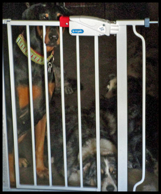 Pet Dog Management - pet dogs behind gate